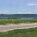 Summer Grape vineyard