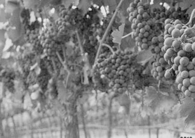 Cabernet Sauvignon